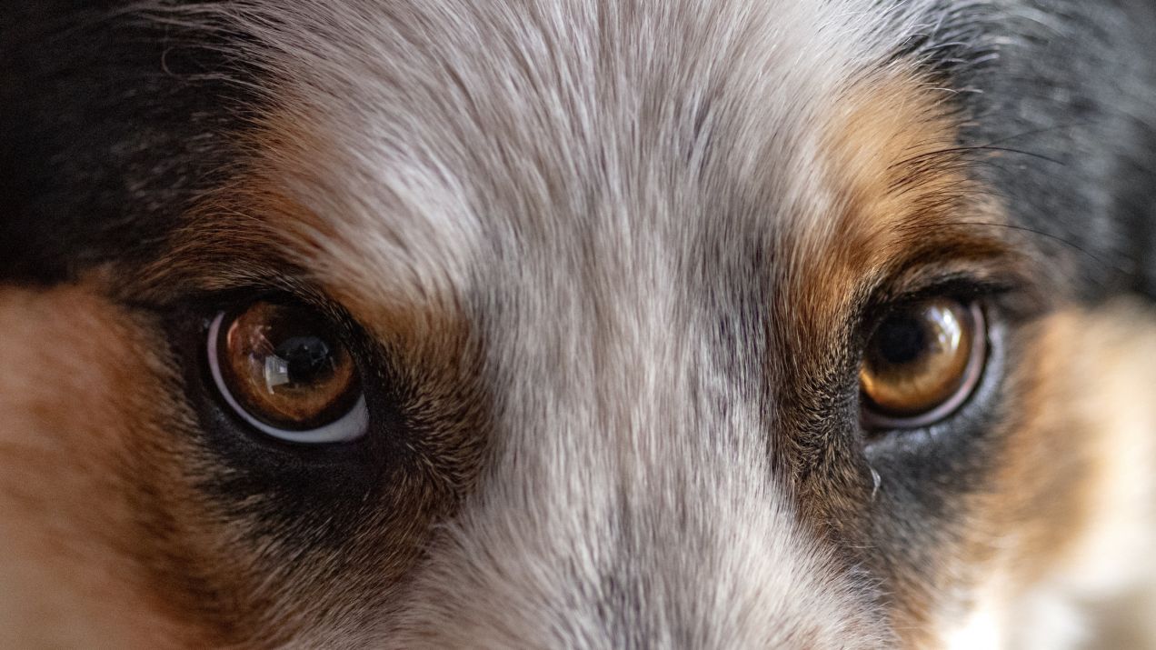 Jak widzi pies i co dostrzega? Nasze czworonogi oglądają świat z perspektywy zupełnie różnej od ludzkiej (fot. Getty Images)