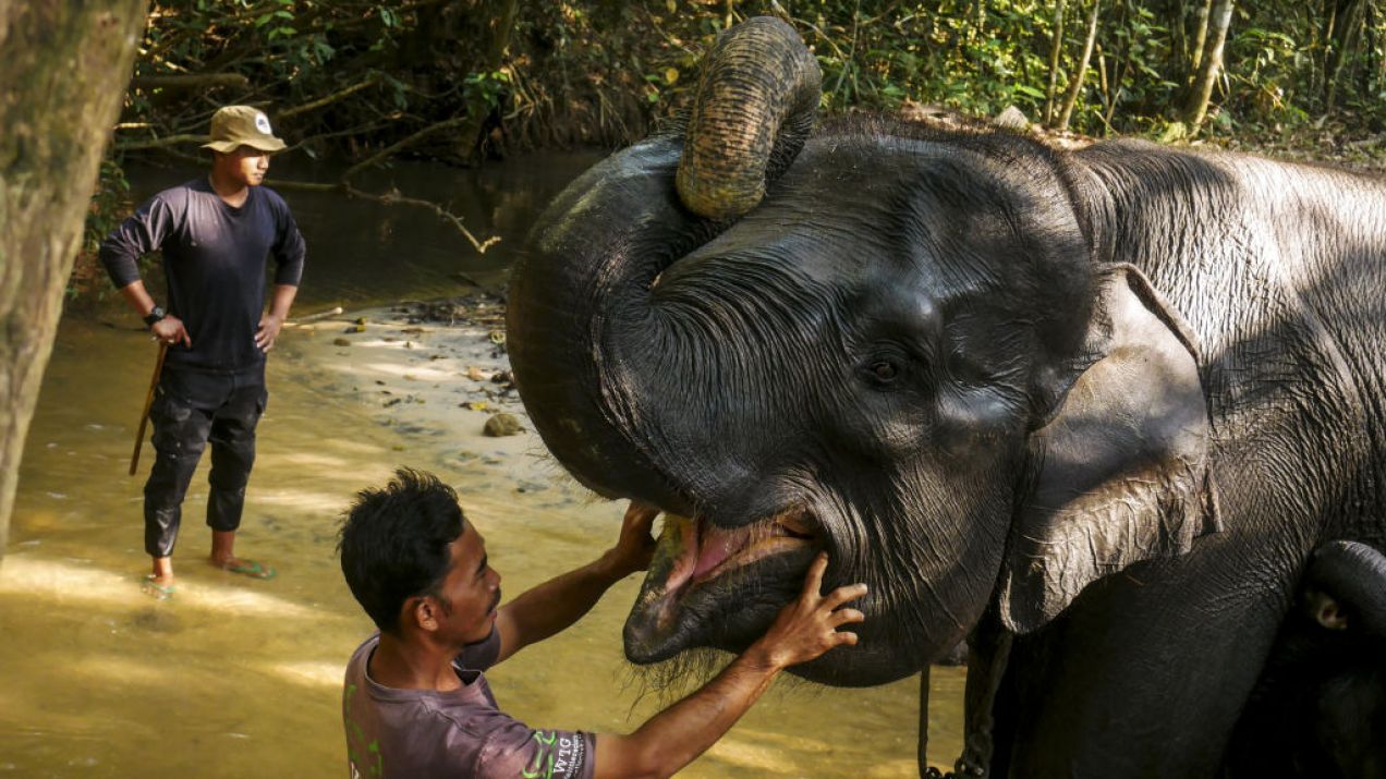 Słoń indyjski to jedno z największych zwierząt. Był uważany za wcielenie bóstwa, więc czemu grozi mu zagłada? (fot. Dasril Roszandi/Anadolu Agency via Getty Images)