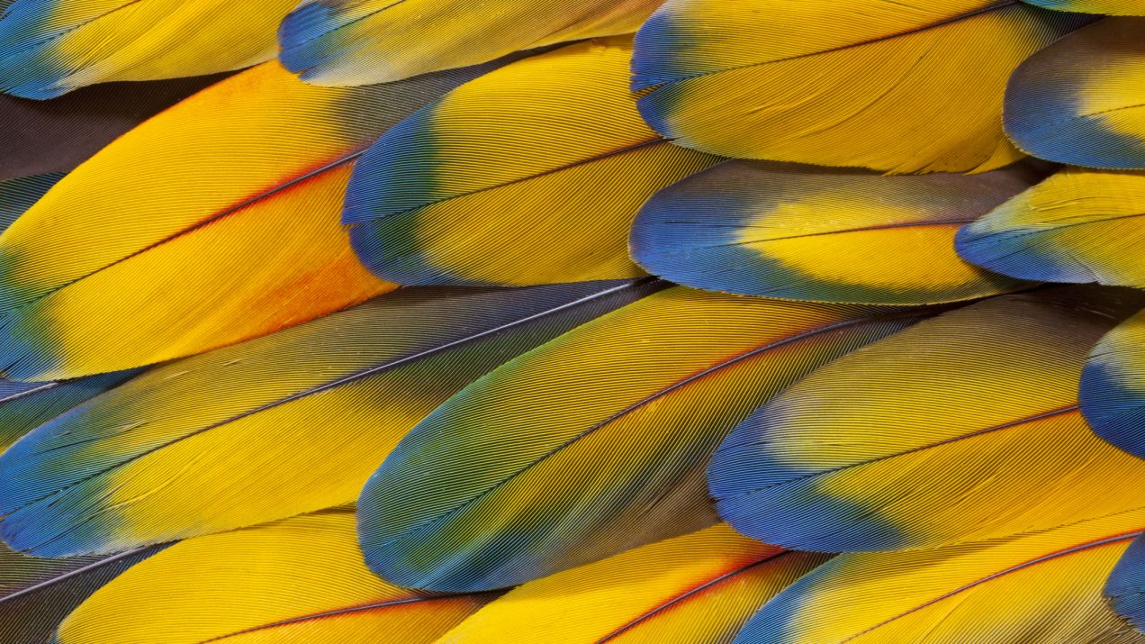 Dlaczego ptaki latają? Ewolucyjna historia piór pokazuje, jak zwierzęta podbijały niebo  (fot. Getty Images)