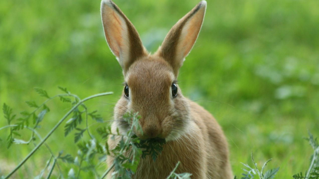Jak widzą króliki? Jakie jest pole wiedzenia królika?