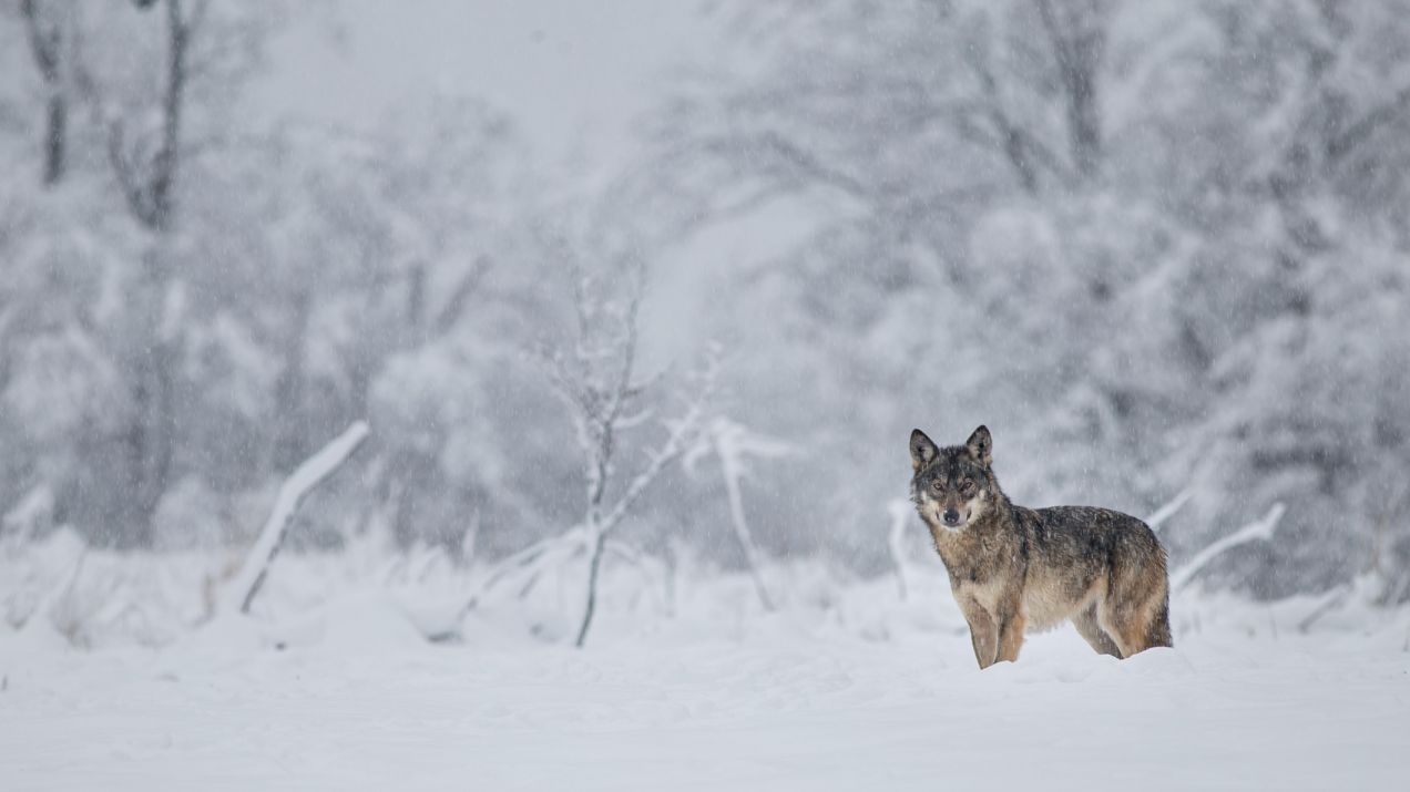 wilk w Bieszczadach