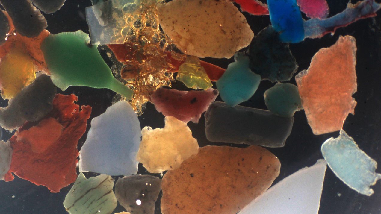 Bakterie naprawdę zjadają plastik. Czy to rozwiąże nasz problem z odpadami zanieczyszczającymi oceany? (fot. Maaike Goudriaan, NIOZ)