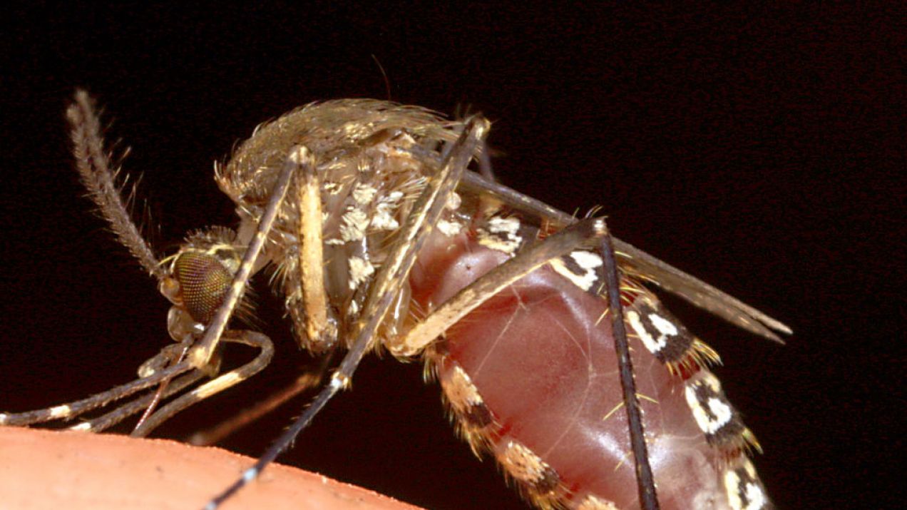 Po co są komary? Choć bardzo ich nie lubimy, ci mali krwiopijcy mają swoją rolę do odegrania w przyrodzie (fot. Tom Ervin/Getty Images)