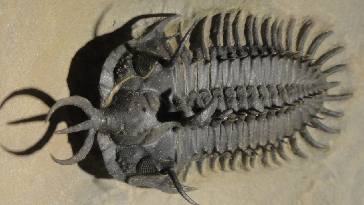 To dziwaczne stworzenie sprzed 400 mln lat miało na głowie trójząb. Naukowcy właśnie odkryli, do czego służył (fot. Daderot, Wikimedia Commons, CC0-1.0)