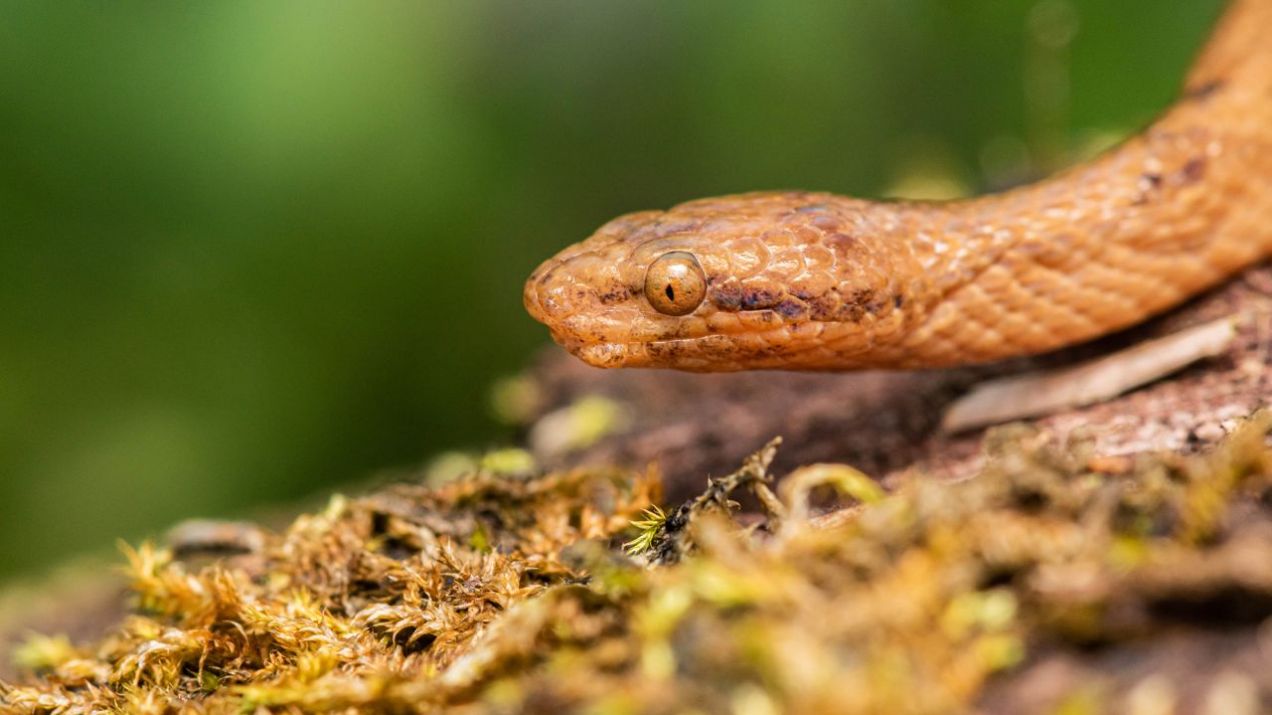 W Ameryce Południowej odkryto nowy gatunek węża boa. Jest maleńki