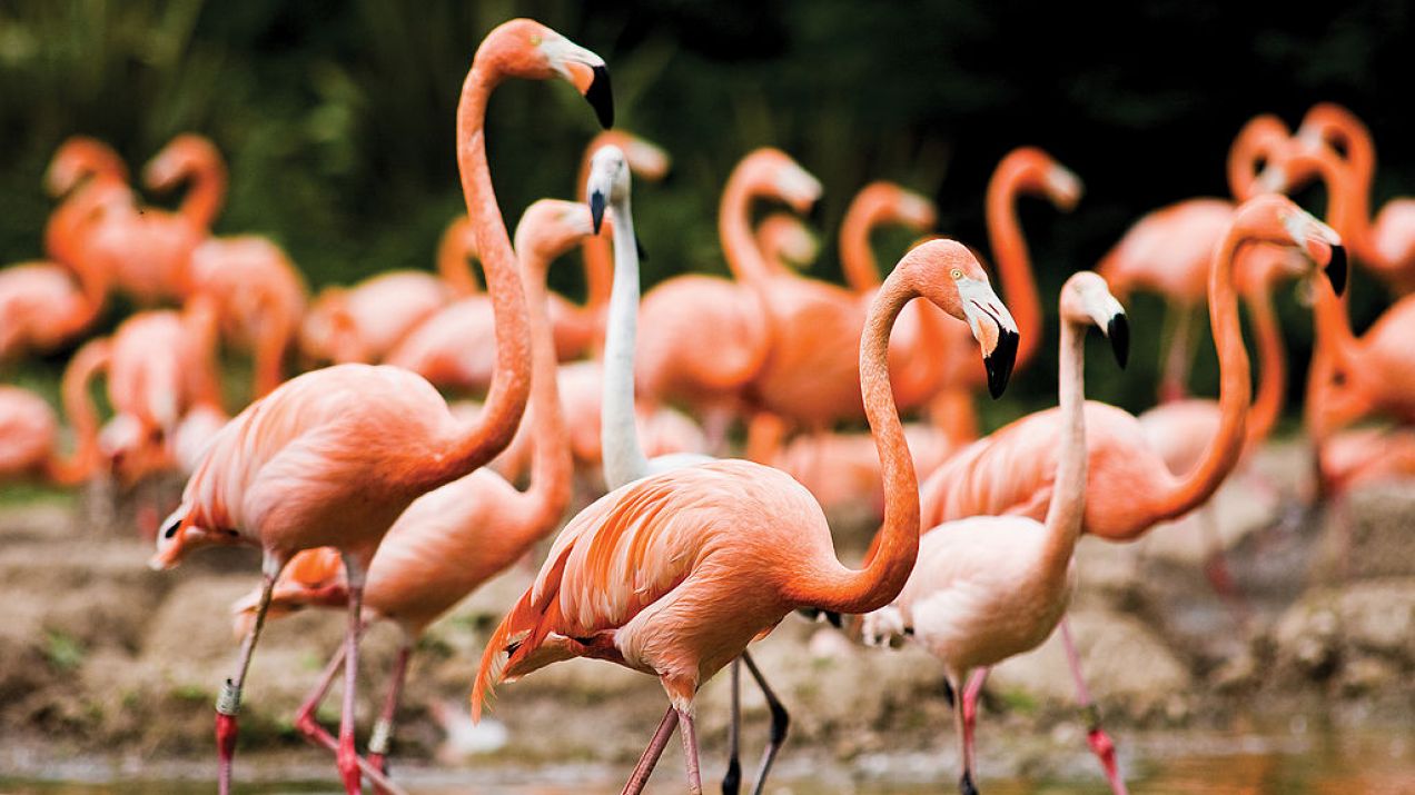 Dlaczego flamingi są różowe?