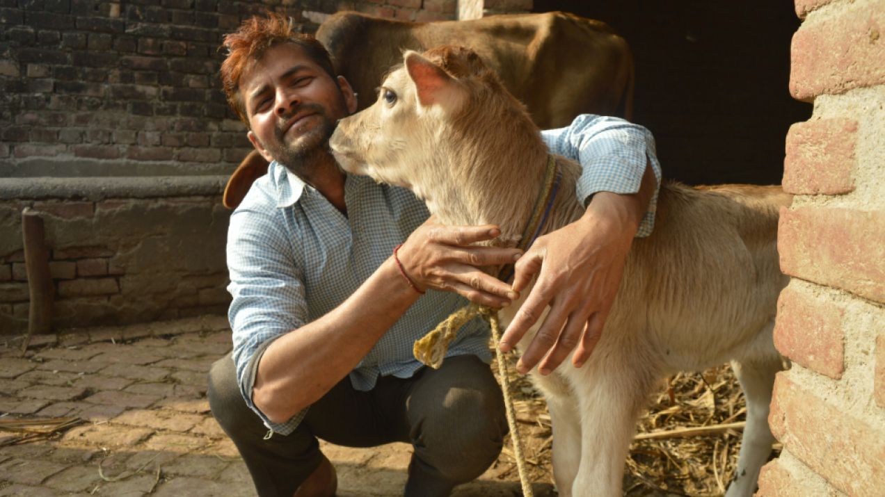 Hindusi zastępują popularne święto Dniem Przytulania Krowy