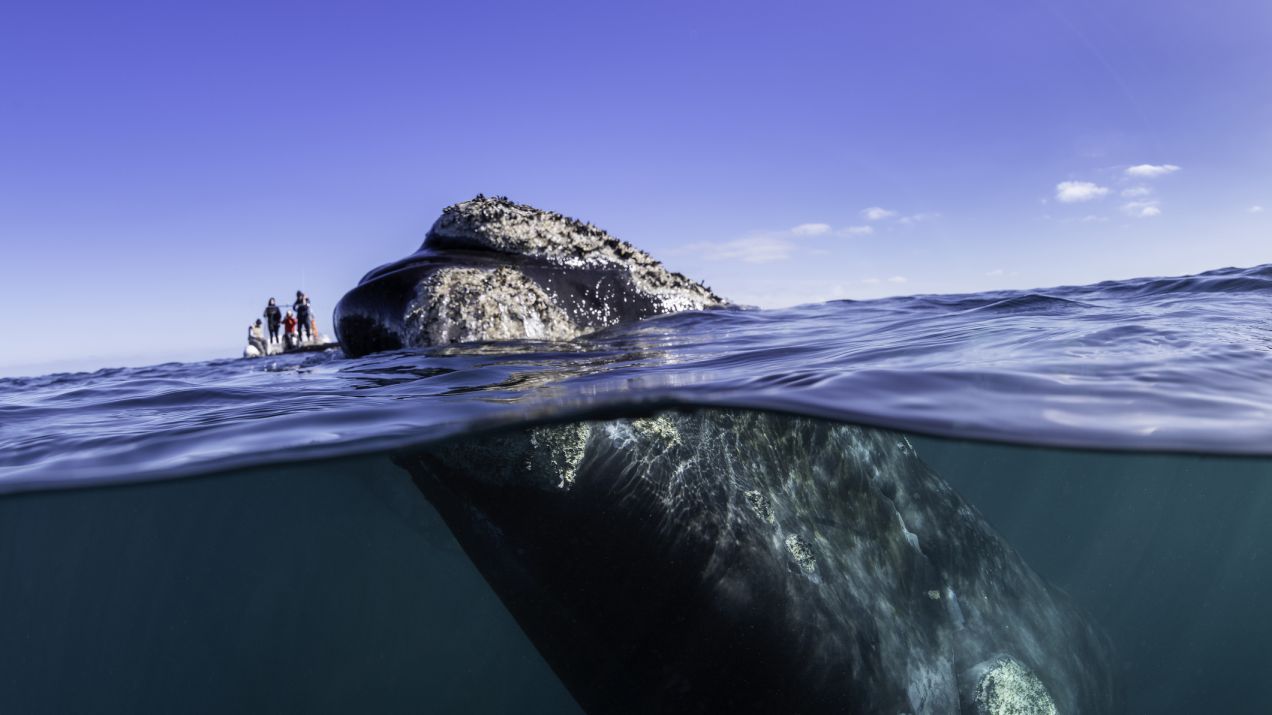 Wieloryby – gdzie żyją, co jedzą i o co chodzi ze śpiewem wielorybów? (fot. Getty Images)