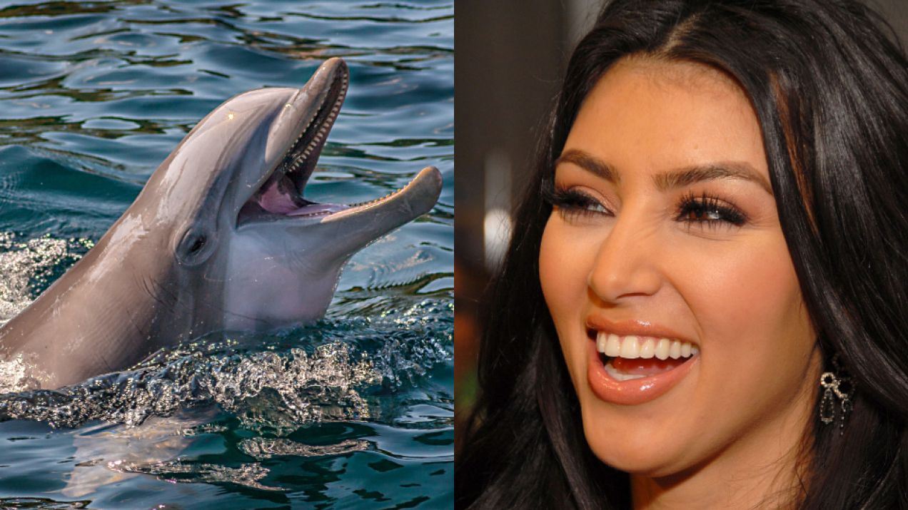 Delfiny wydają takie same odgłosy, co siostry Kardashian. Naukowcy mówią o „ewolucyjnym sukcesie”