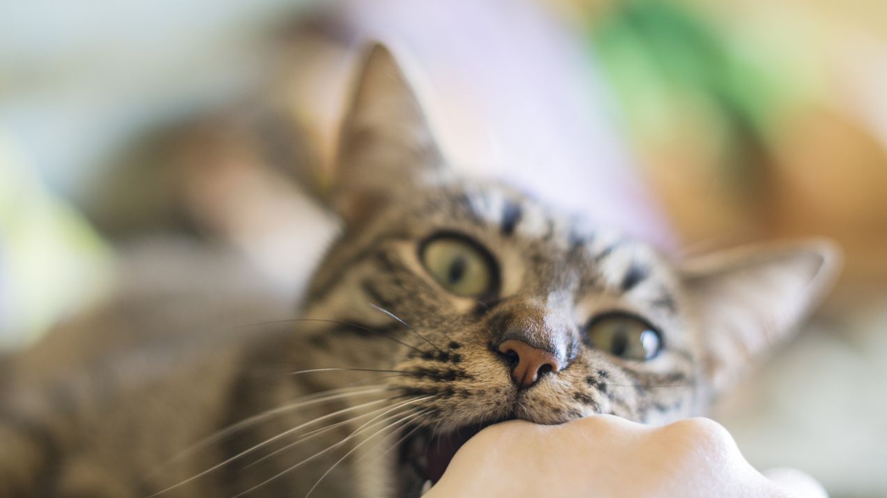 Dlaczego koty gryzą? Wbrew pozorom najczęściej nie jest to przejaw agresji (fot. Getty Images)