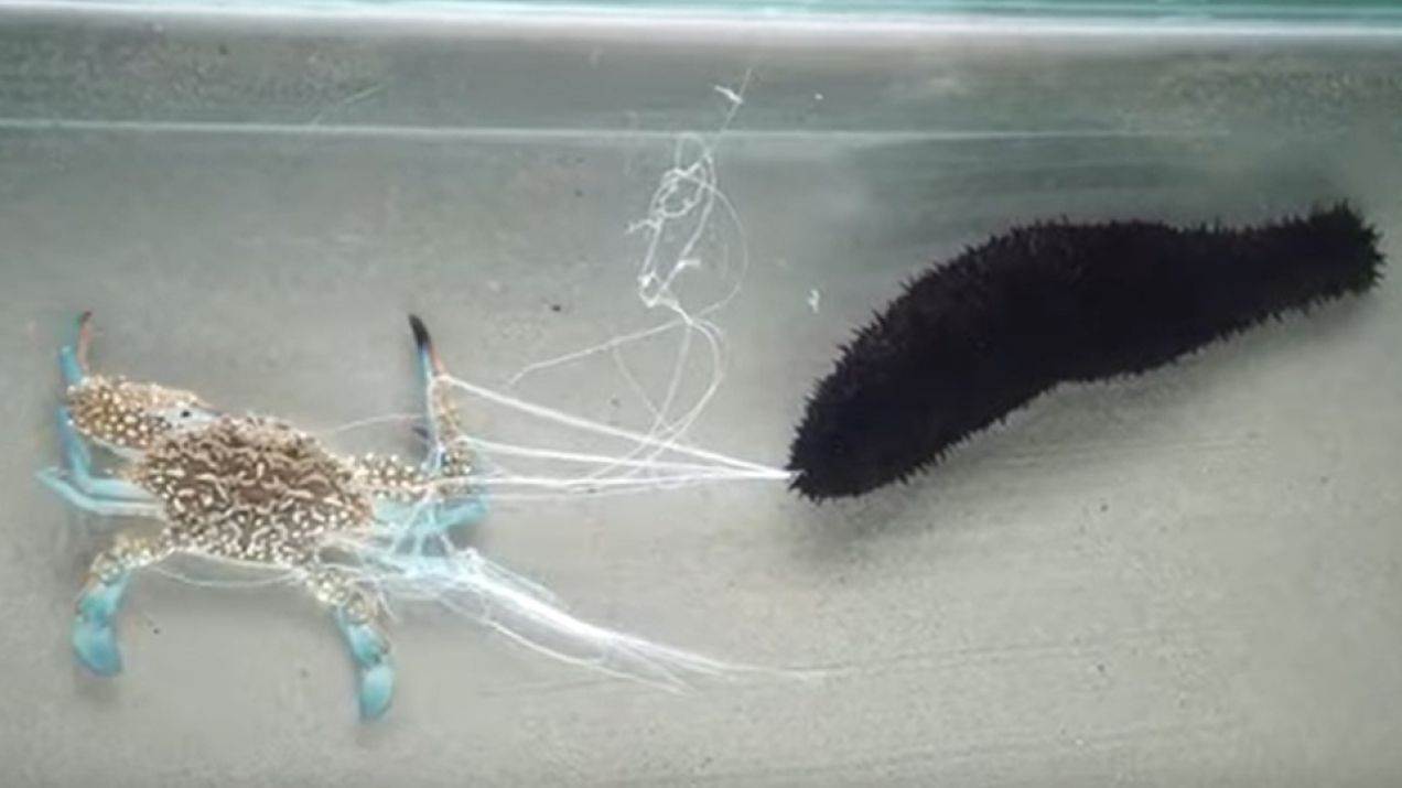 Ogórki morskie w nietypowy sposób zwalczają drapieżniki