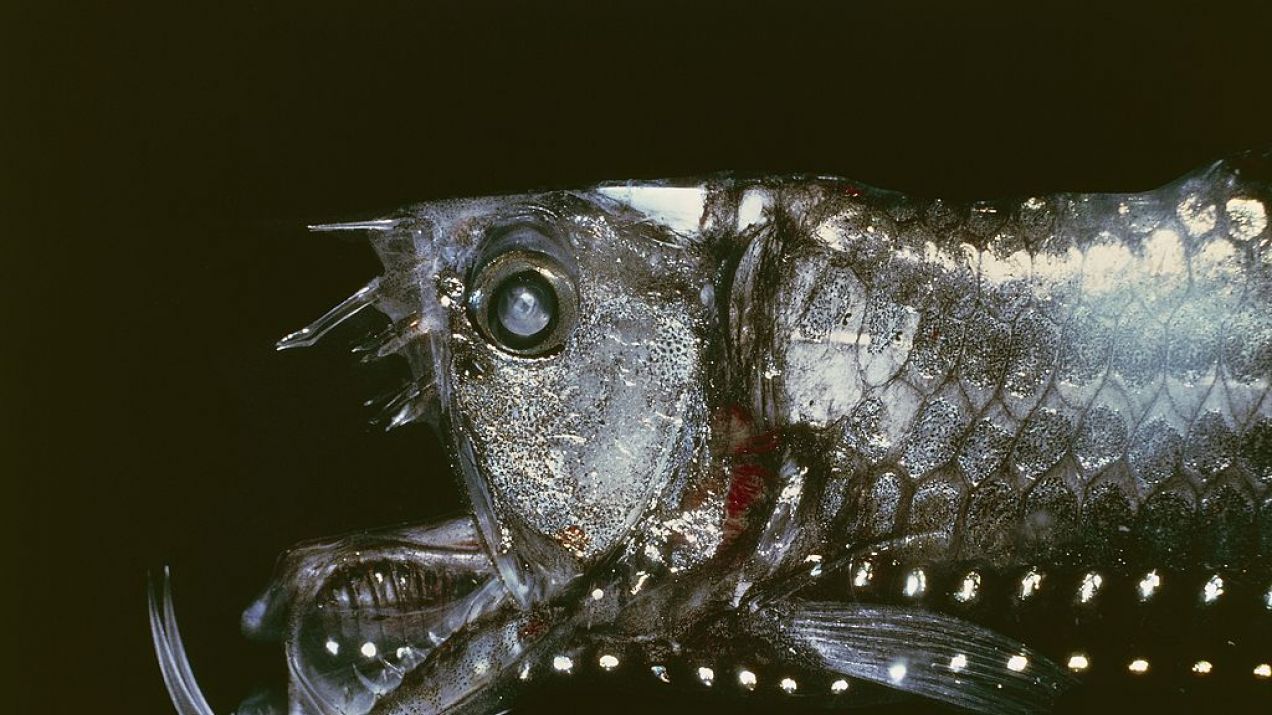 Ryby głębinowe to najdziwniejsze stworzenia, jakie istnieją na Ziemi. Ich wygląd budzi przerażenie (fot. DeAgostini/Getty Images)