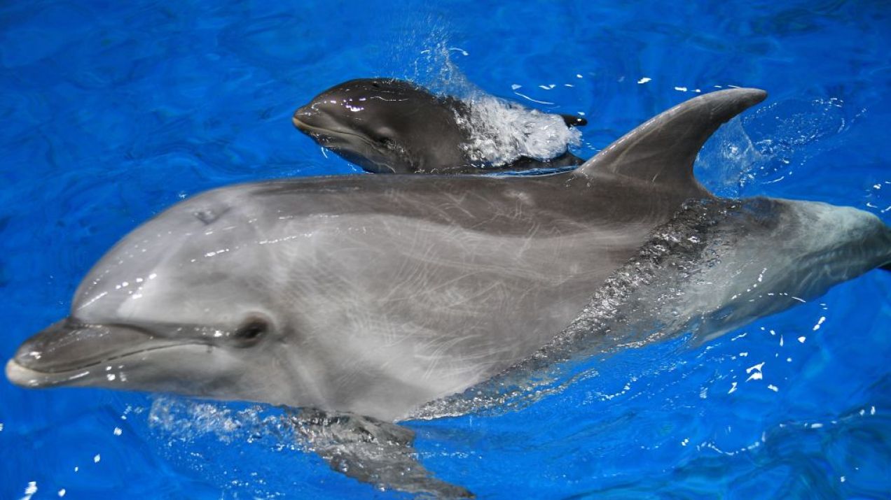 Jak się rodzi delfin