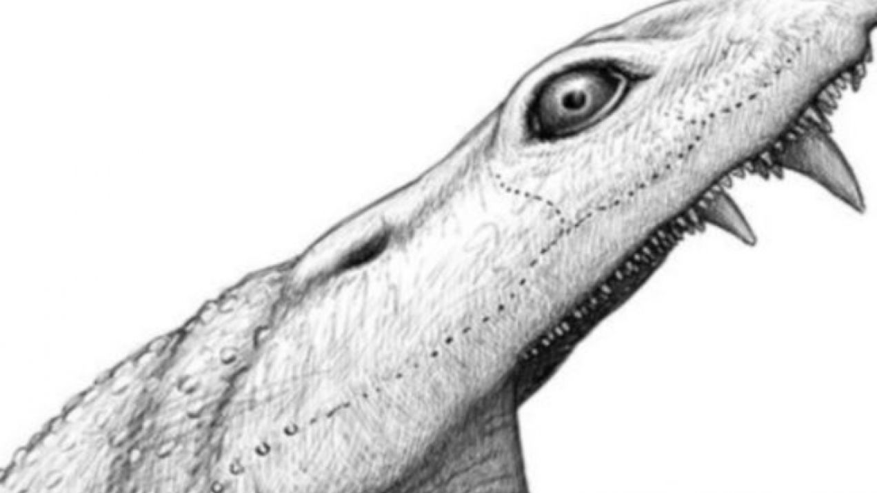Naukowcy zrekonstruowali głowę potwora, który terroryzował Ziemię na długo przed dinozaurami