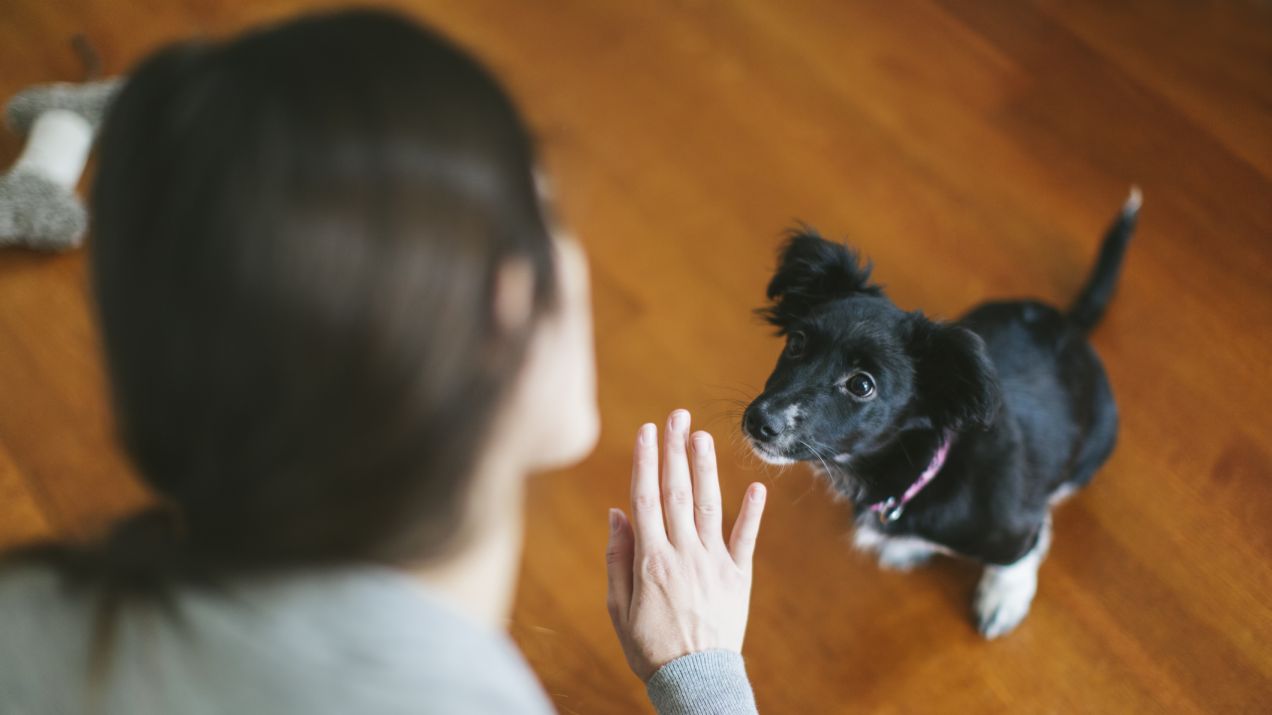 Jak nauczyć psa posłuszeństwa – porady od czego zacząć, aby wychować posłusznego psa (fot. Getty Images)