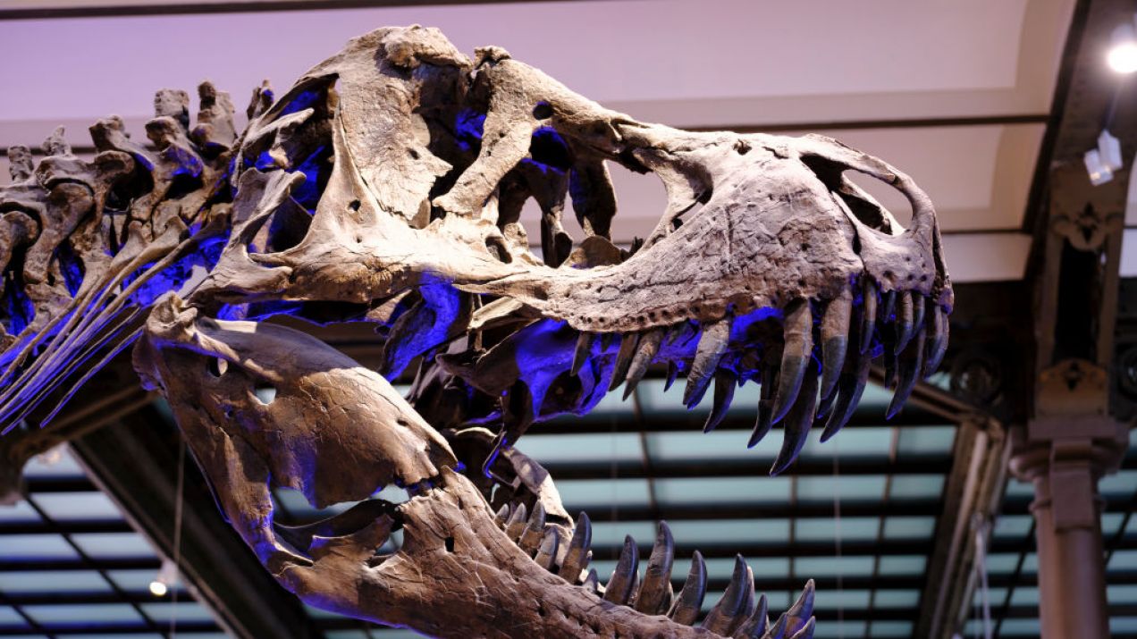 Naukowcy policzyli, ile tyranozaurów żyło kiedykolwiek na Ziemi. Liczba robi wrażenie (fot. Thierry Monasse/Getty Images)