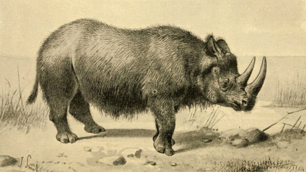Nosorożec włochaty ze Staruni nie jest sam. Lodowce odsłaniają kolejne wymarłe gatunki