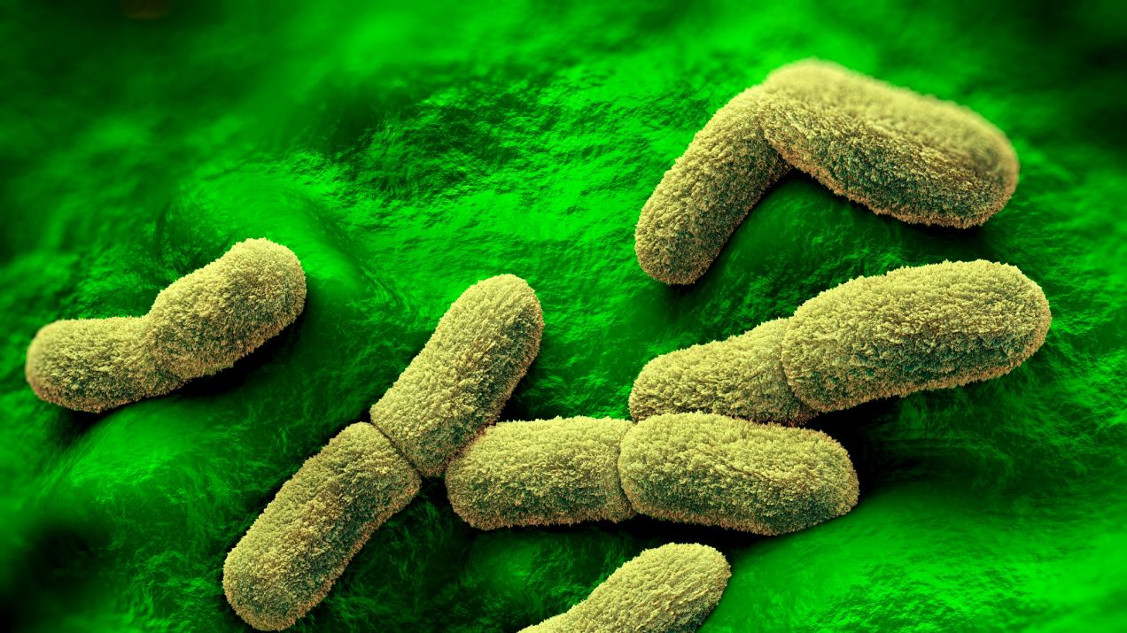 DNA sprzed 4000 lat ujawnia tajemnice „Czarnej Śmierci”. Już wtedy ludzi atakowała najgroźniejsza bakteria (fot. Getty Images)