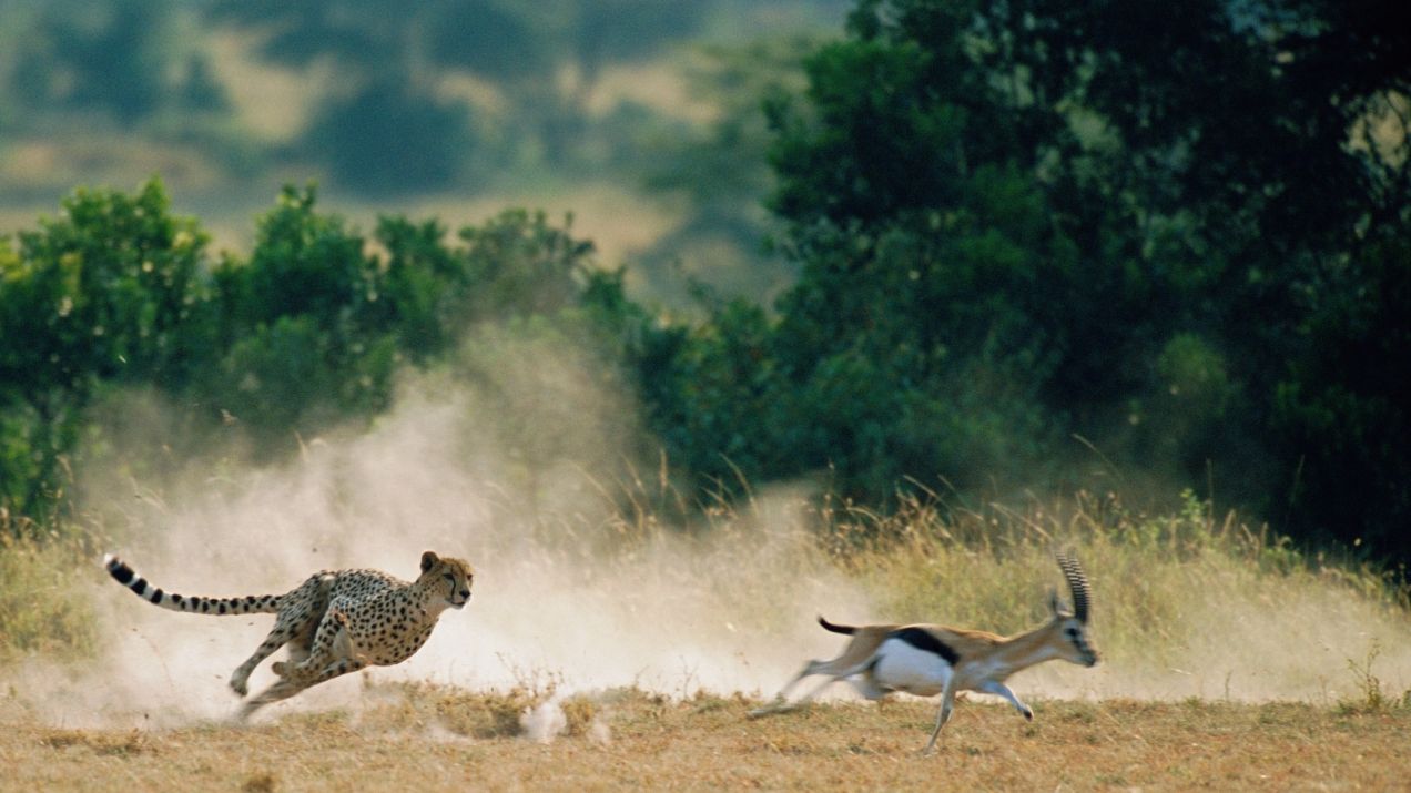 Gepard ścigający gazelę Thomsona