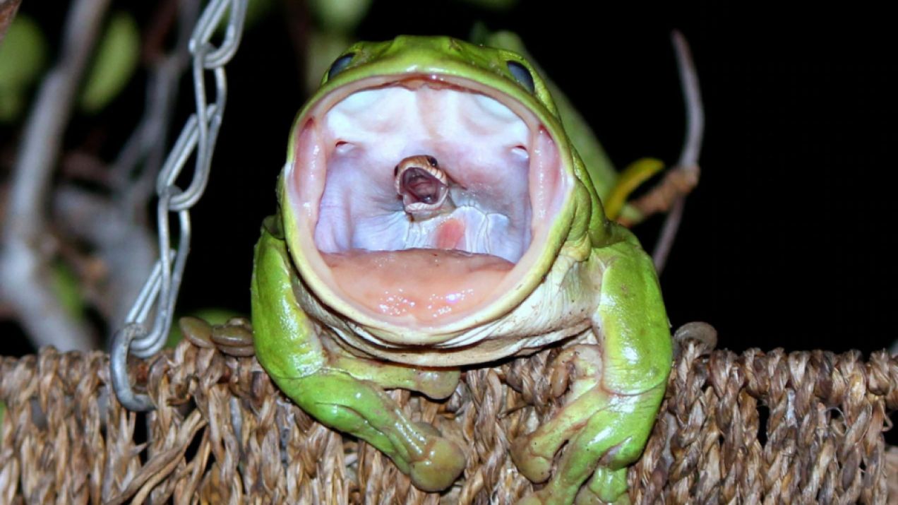 Historia zdjęcia żaby połykającej węża