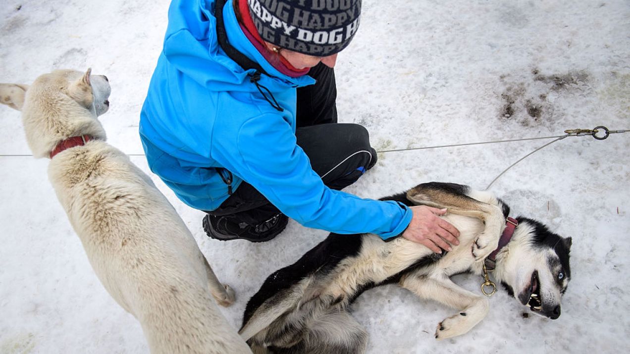 Jak głaskać psa (fot. Thomas Lohnes/Getty Images)
