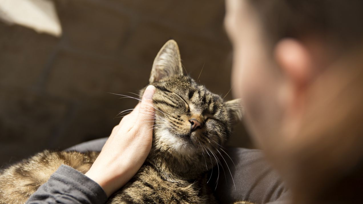 Koty tworzą więzi z opiekunami, podobnie jak psy i dzieci. Dowodzą tego najnowsze badania (fot. Getty Images)