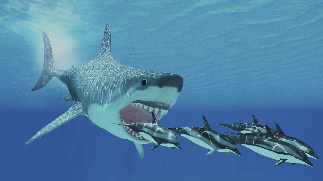 Megalodon – charakterystyka i ciekawostki o największych prehistorycznych rekinach (fot. Getty Images)