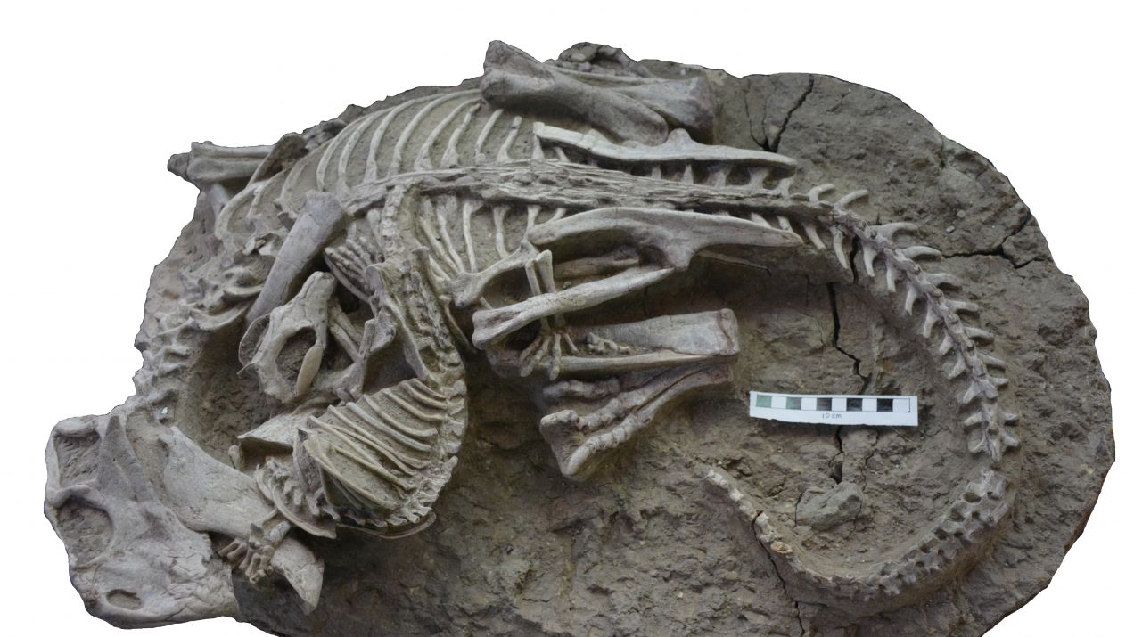 Mortal Kombat sprzed 125 mln lat. Odkryto epicką skamieniałość ssaka wgryzającego się w żebro dinozaura (fot. Gang Han)