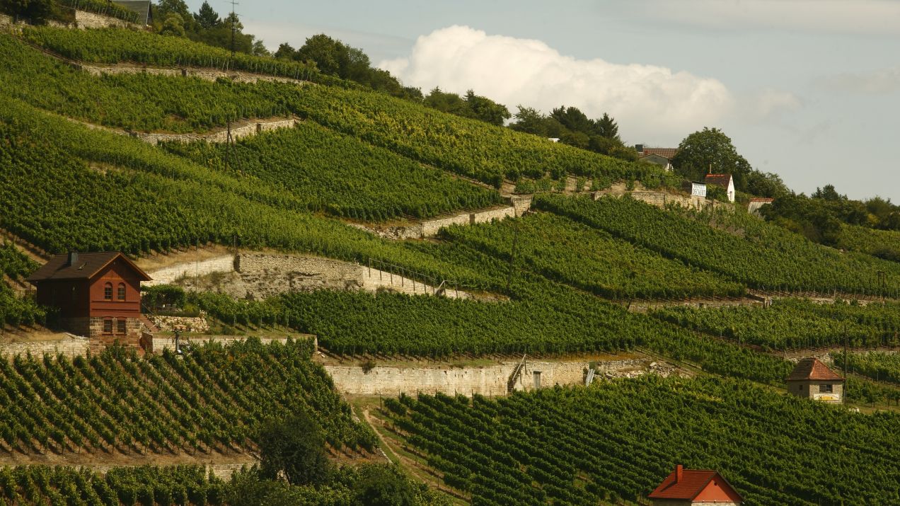 Winnice w pobliżu miasta Freyburg