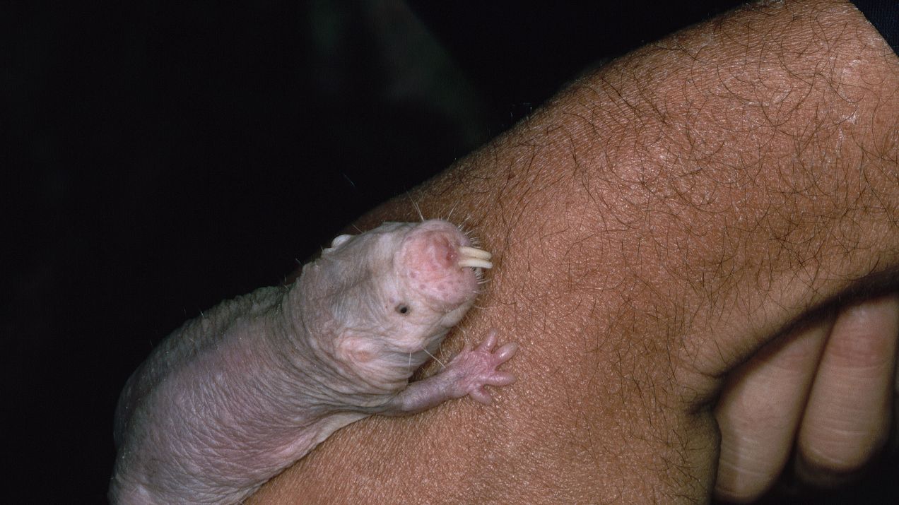 Zwierzęta odporne na raka. Jak medycyna może wykorzystać ten fenomen? (fot. Getty Images)
