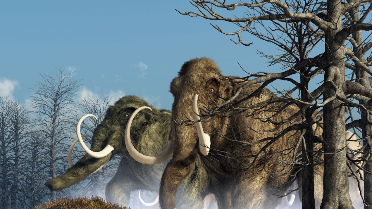 Mastodonty – co wiemy o tych wymarłych zwierzętach? Charakterystyka i ciekawostki (fot. Getty Images)