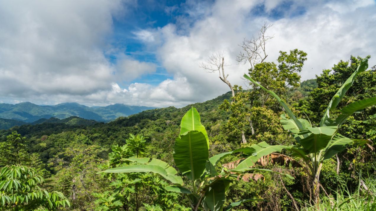 Robi się tak gorąco, że tropikalne lasy obumrą? Naukowcy ostrzegają, że w taki scenariusz jest możliwy (fot.  Jon G. Fuller/VWPics/Universal Images Group via Getty Images)