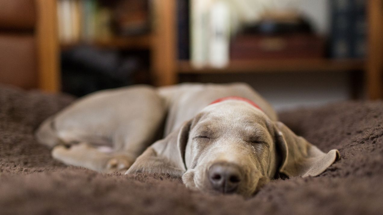 Twój pies może cię słyszeć nawet wtedy, kiedy śpi. U ludzi wygląda to podobnie (fot. Getty Images)
