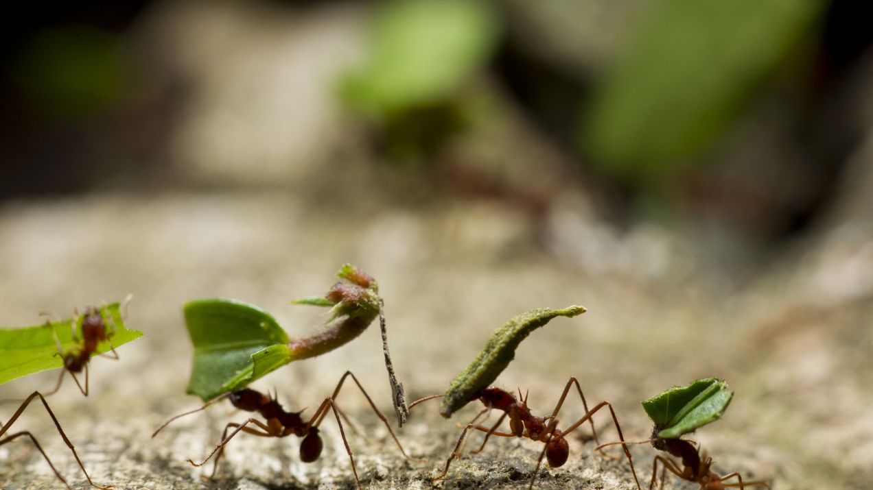 Mrówki zbierają plony od dziesiątków milionów lat. Często są w tym lepsze niż my.