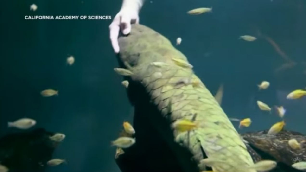 Najstarsza ryba akwariowa na świecie może być jeszcze starsza
