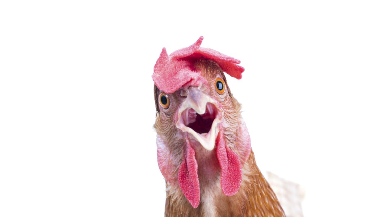 Czysta energia z piór kurczaków? To wcale nie jest taki szalony pomysł, jak się wydaje (fot. Shutterstock)
