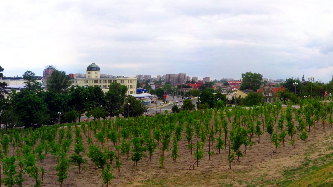 Lubuskie – kraina winem płynąca. Co zobaczyć i czego spróbować w Zielonej Górze i okolicach? (fot. Julo, Wikimedia Commons, public domain)