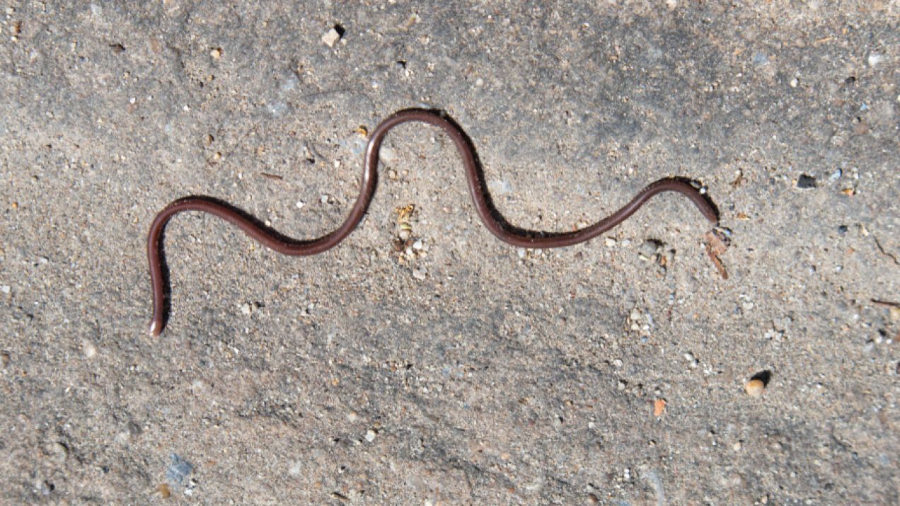 Najmniejszy wąż świata żyje na wyspie i ma wielu równie małych krewnych. Jaką ma długość? (fot. Shutterstock)
