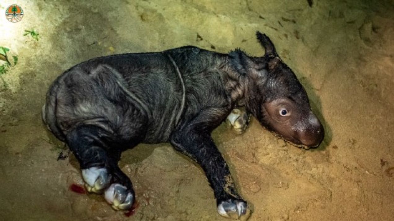 Takiego niemowlaka jeszcze nie widzieliście. W Indonezji urodził się krytycznie zagrożony nosorożec (fot. Minister Of Environmental and Forestry (MOEF))