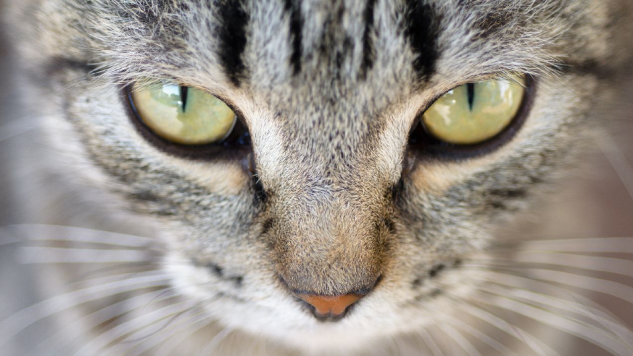 Koty mogą mieć różne kolory oczu