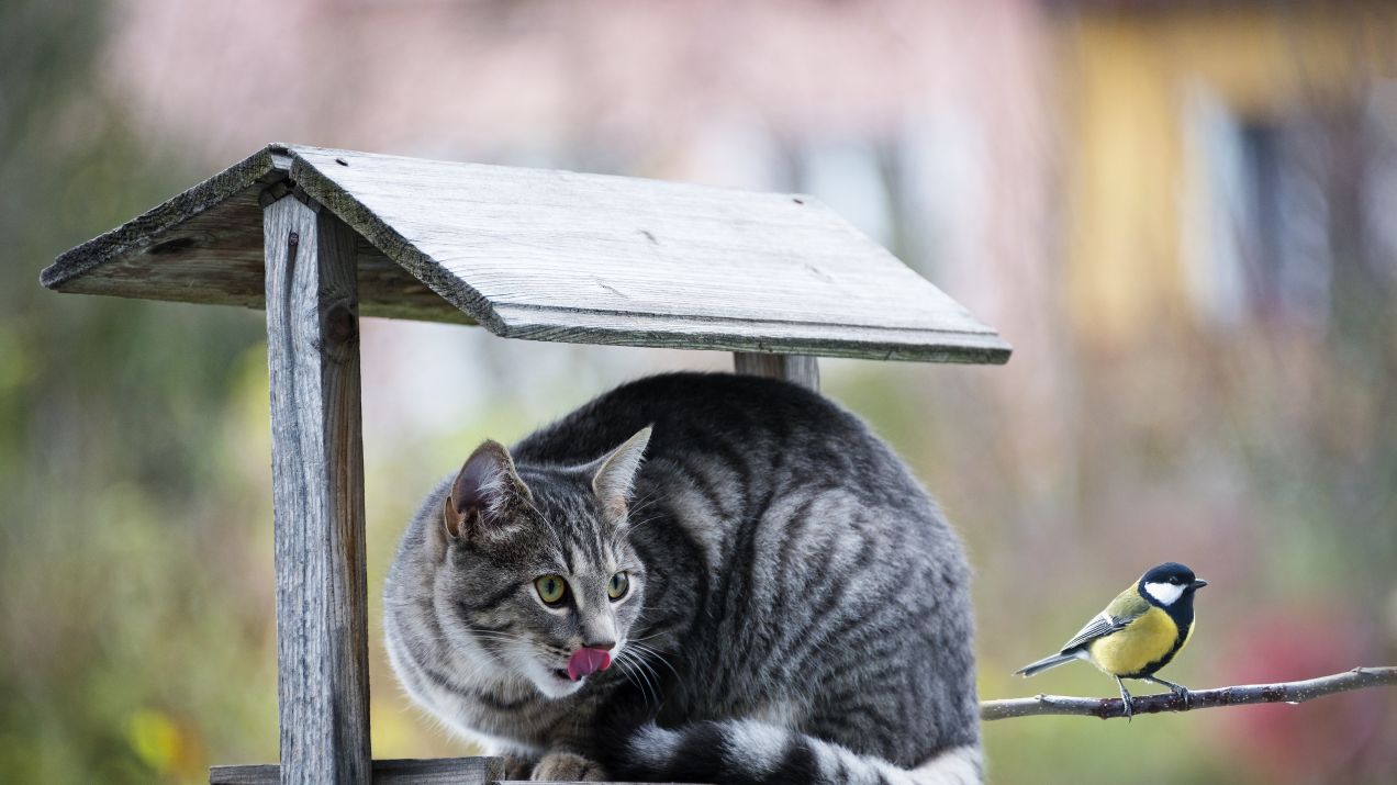 Ofiarą kotów domowych pada wiele gatunków drobnych zwierząt (fot. Shutterstock)