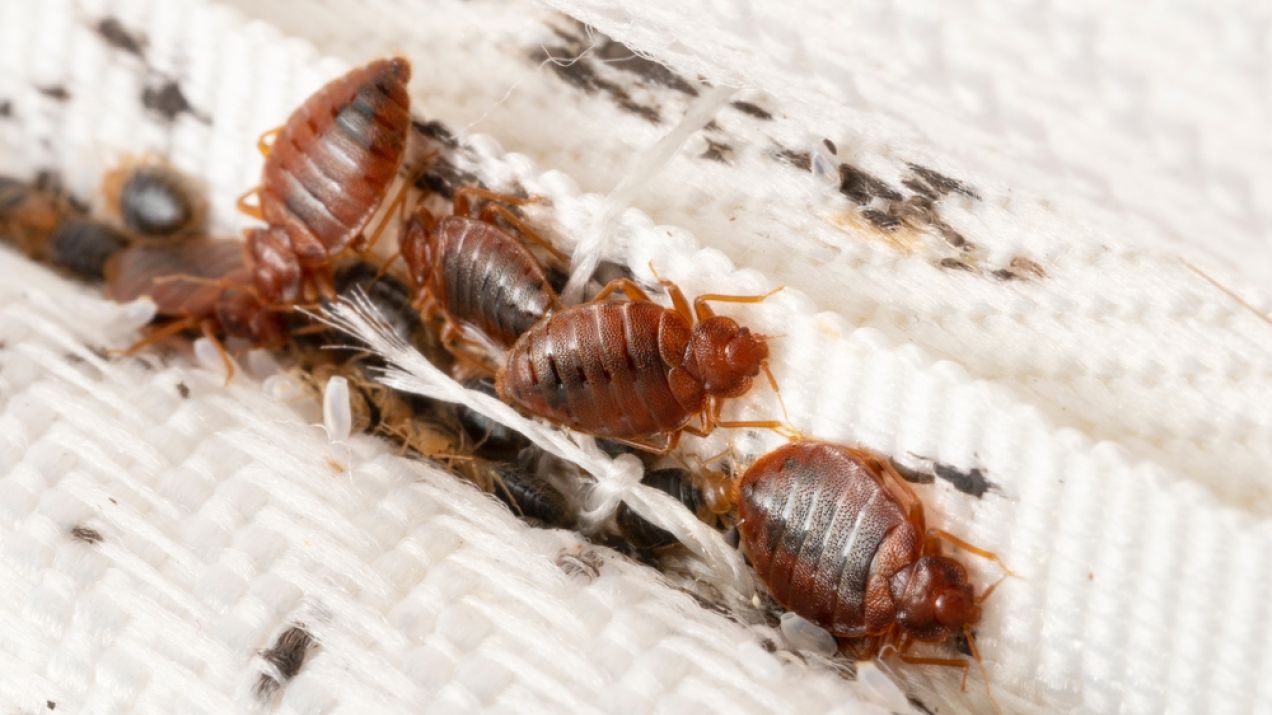 Ugryzienie pluskwy to nic przyjemnego. Czy owady atakujące nas w hotelach mogą być groźne dla zdrowia? (fot. Shutterstock)