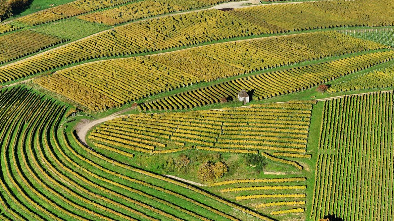 Jak uprawiać winorośl, by poradzić sobie ze zmianami klimatu? Metoda starożytnych rzymian daje odpowiedź