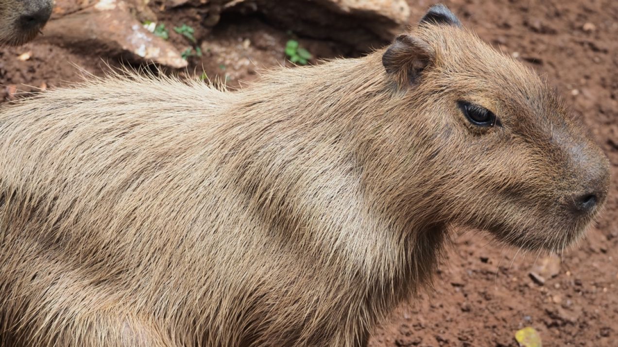 Kapibara (fot. Shutterstock)