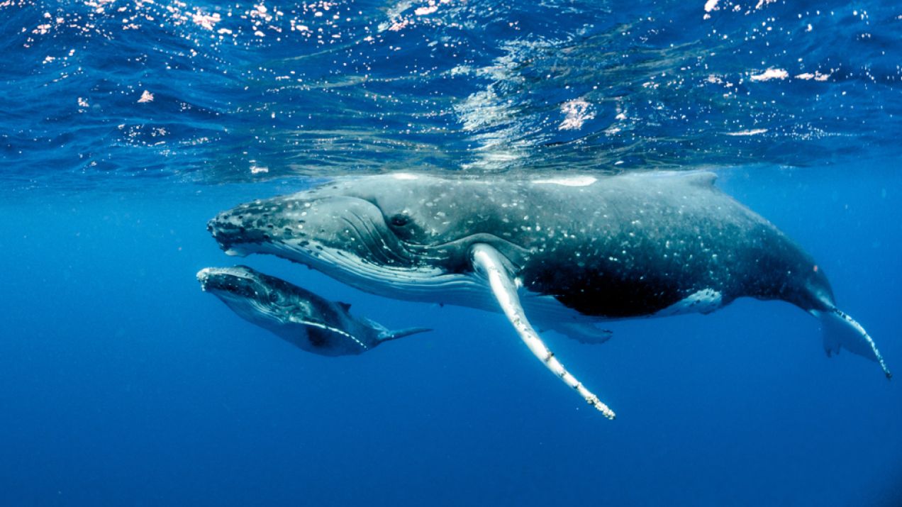 Naukowcy porozumieli się z wielorybem. Pierwsza „rozmowa” z humbakiem trwała 20 minut (fot. Shutterstock)
