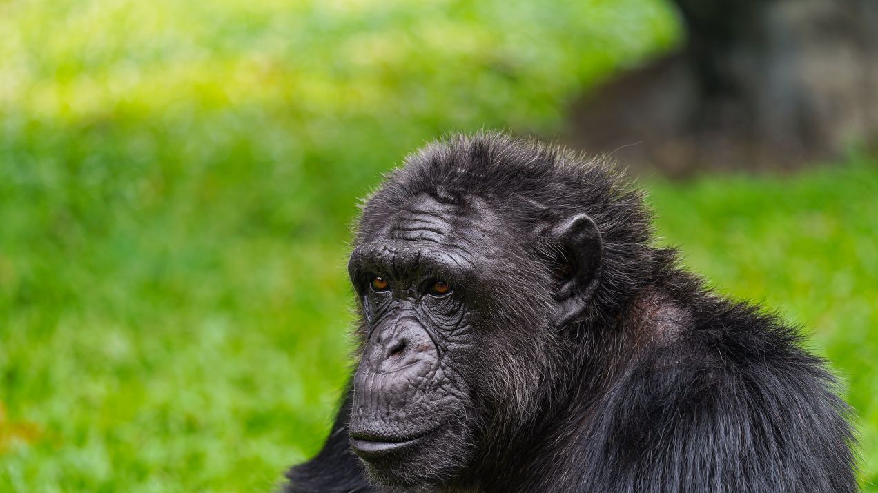 Szympansy rozpoznają dawnych przyjaciół nawet dekady po rozstaniu. Jednak pod pewnym warunkiem (fot. Shutterstock)