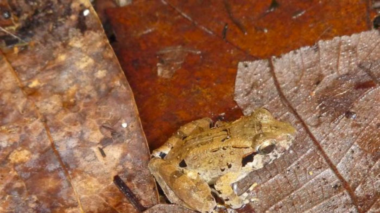 Żaby z kłami? W Indonezji odkryto najmniejsze takie zwierzątko