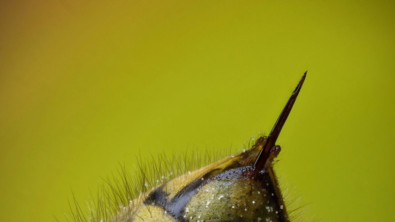 Użądlenie osy nie jest najgorsze na świecie, ale może zabić. Które użądlenia bolą najbardziej? (fot. Shutterstock)