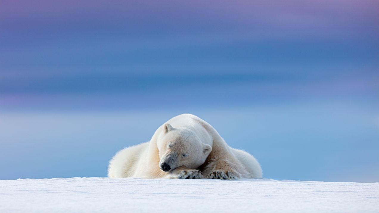 Niedźwiedź polarny – opis, występowanie i ciekawostki (Fot. Dennis Stogsdill/Getty Images)