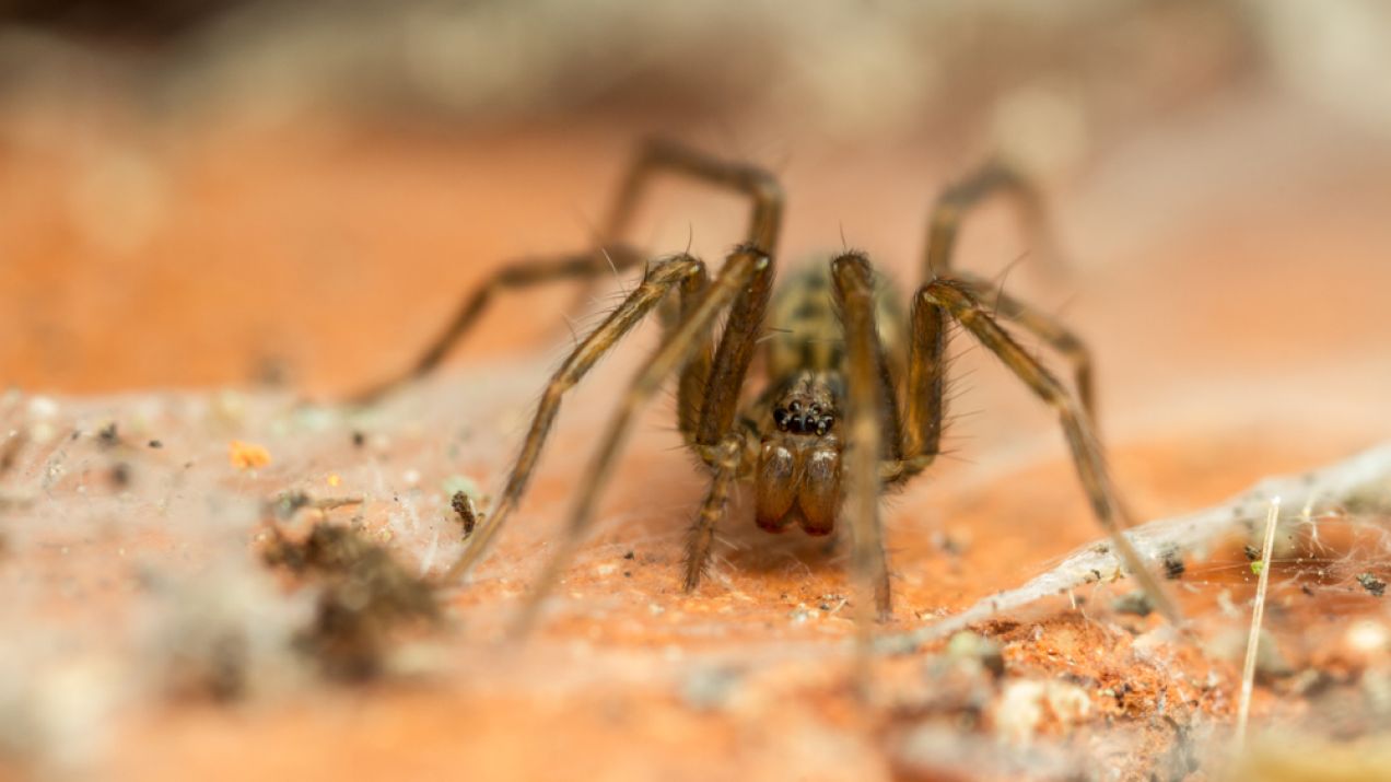 Jaki jest największy pająk w Polsce? Pretendentów do tego tytułu jest kilku, a jednego spotkacie w domu (fot. Shutterstock)